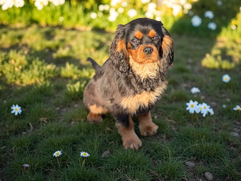 Magic's Legend Archi