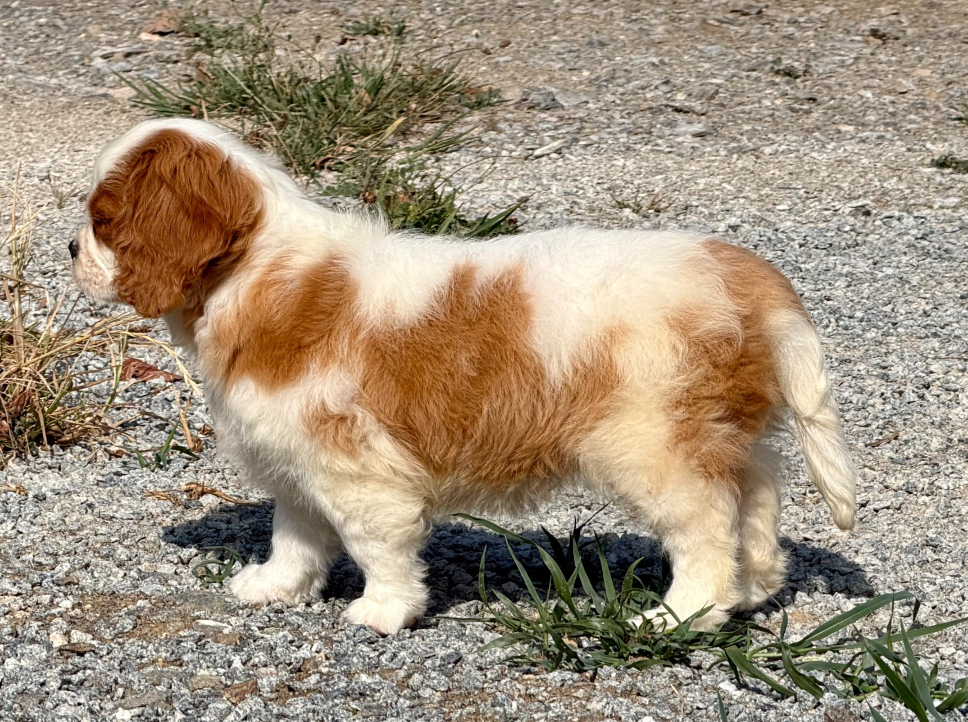 De tendres petites cavalier king charles vous attendent...!!!
