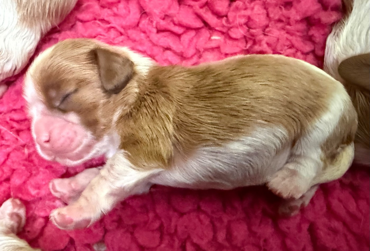 Du domaine du quinquis - Chiots disponibles - Cavalier King Charles Spaniel
