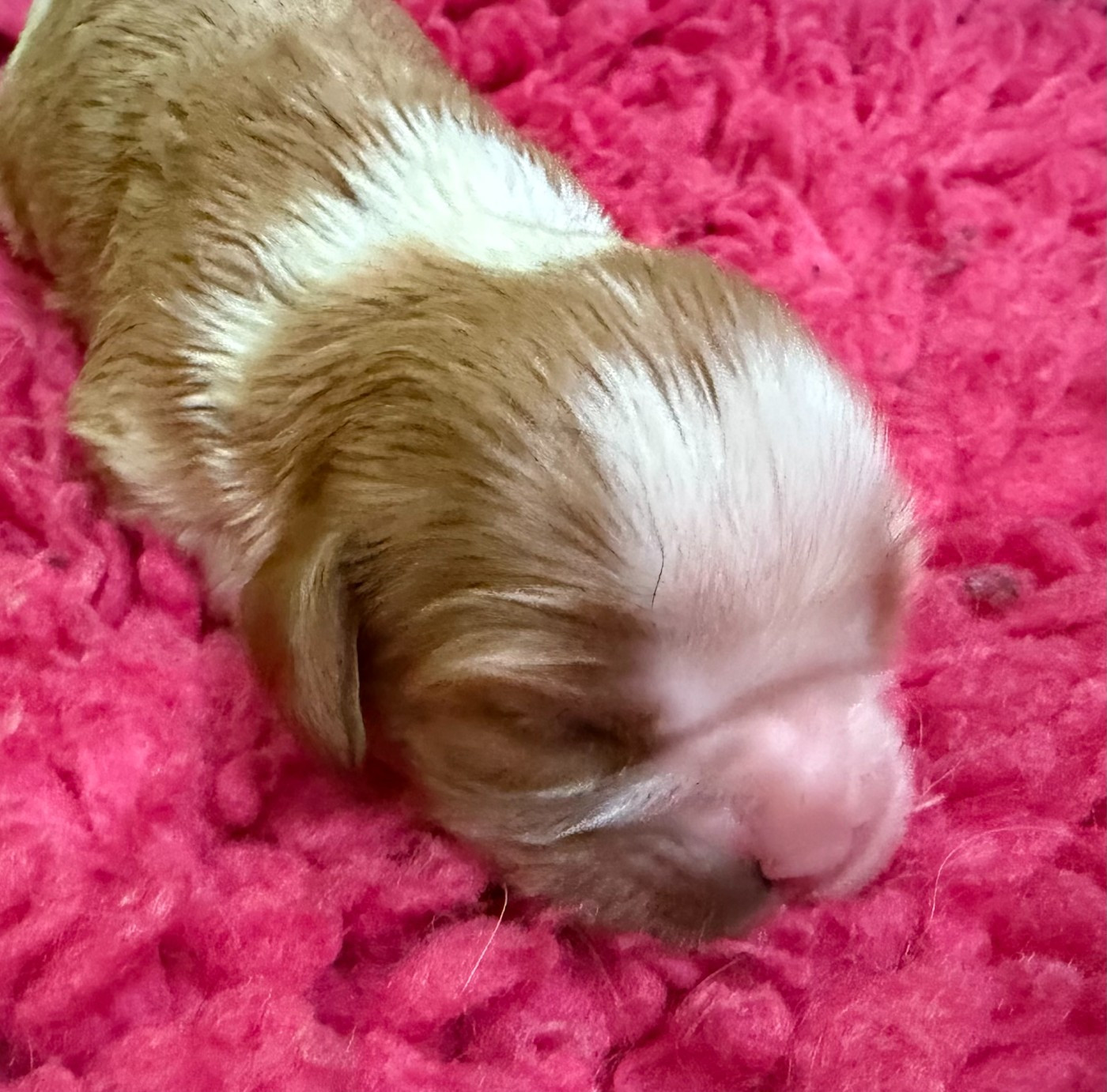 Du domaine du quinquis - Chiots disponibles - Cavalier King Charles Spaniel