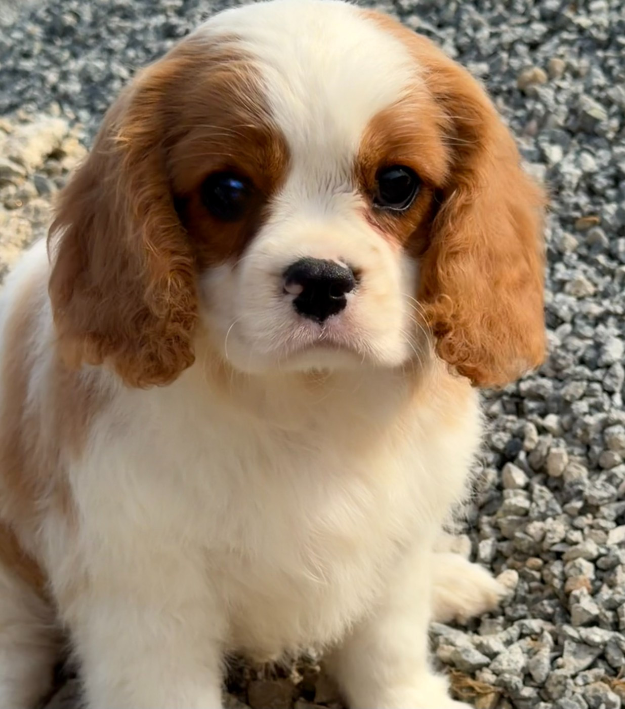 Du domaine du quinquis - Cavalier King Charles Spaniel - Portée née le 08/05/2026
