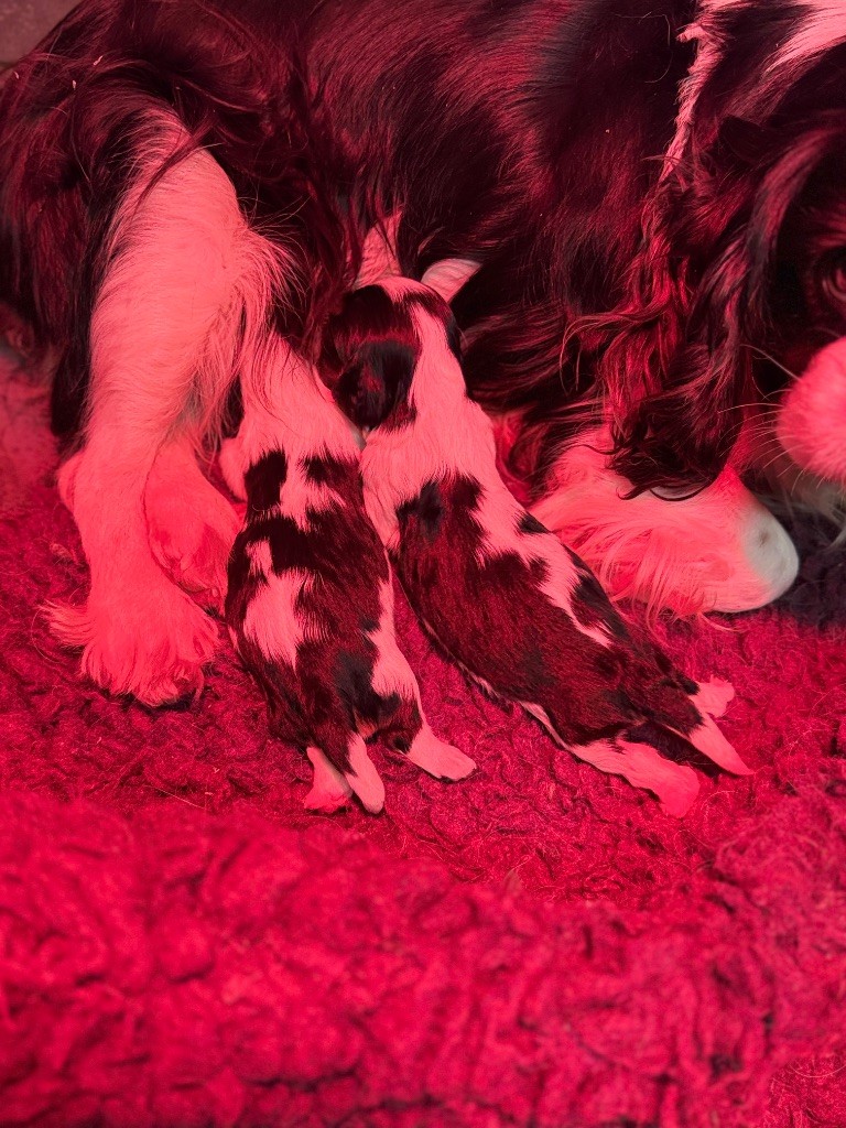 Du domaine du quinquis - Chiots disponibles - Cavalier King Charles Spaniel