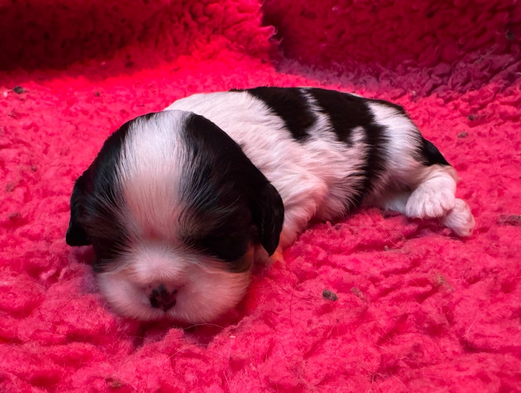 Du domaine du quinquis - Chiots disponibles - Cavalier King Charles Spaniel